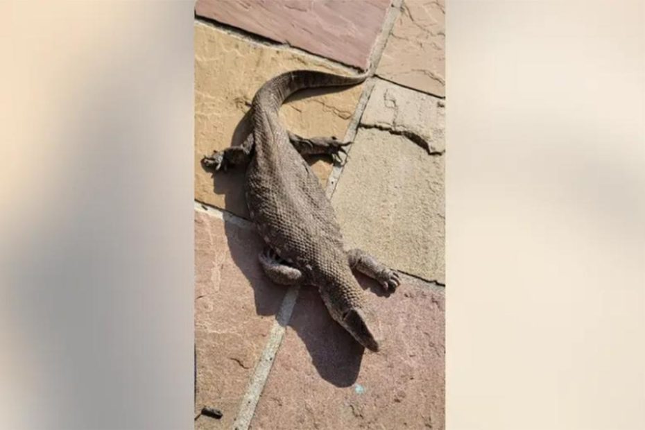 Exotic African lizard found inside trash in Pennsylvania