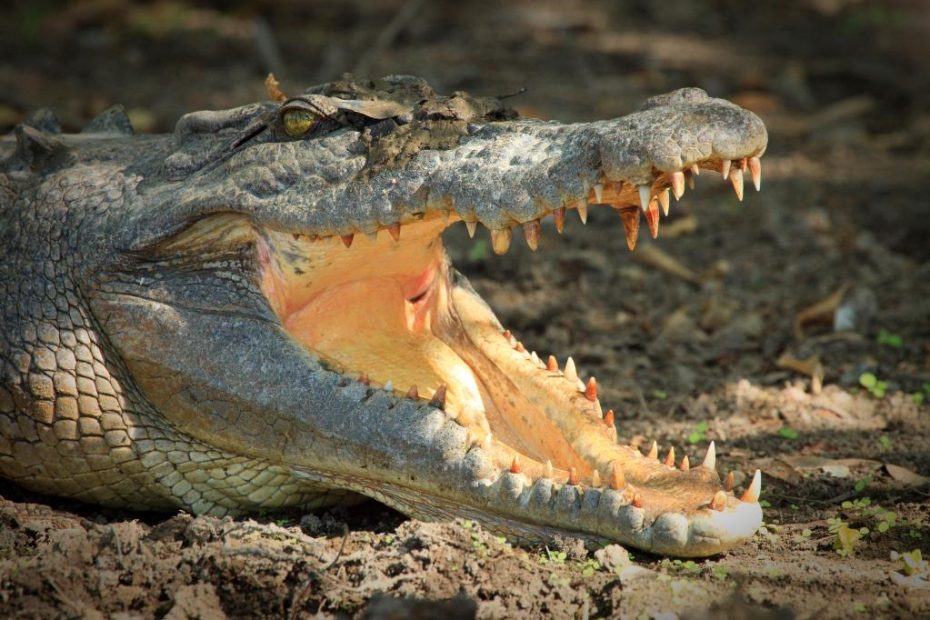 Australian man pries crocodile's jaws from his head
