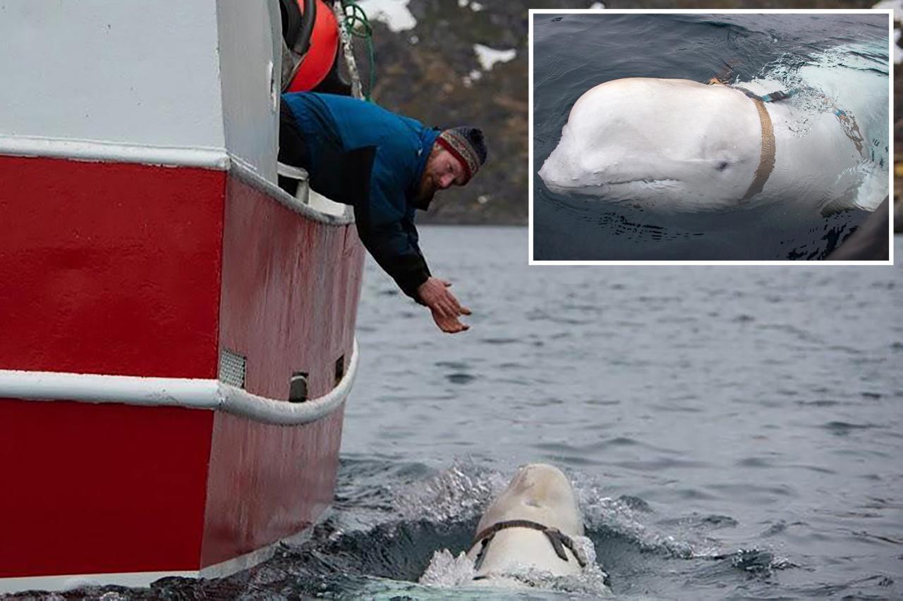 Suspected Russia-trained spy whale seen off Sweden's coast