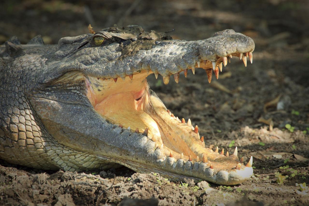 Australian man pries crocodile's jaws from his head