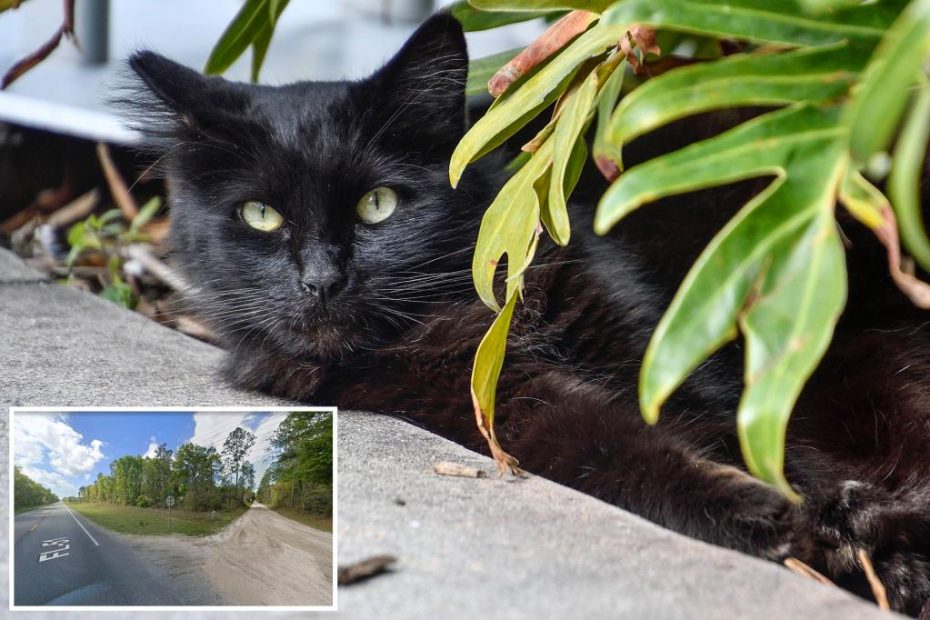 Feral cat terrorizes Florida town, 2 hospitalized