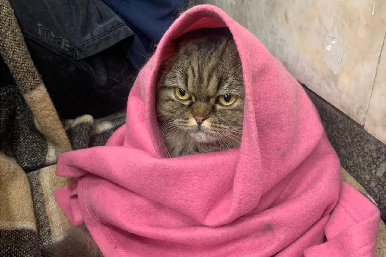 Ukrainian cat captures public's mood about war in viral photo