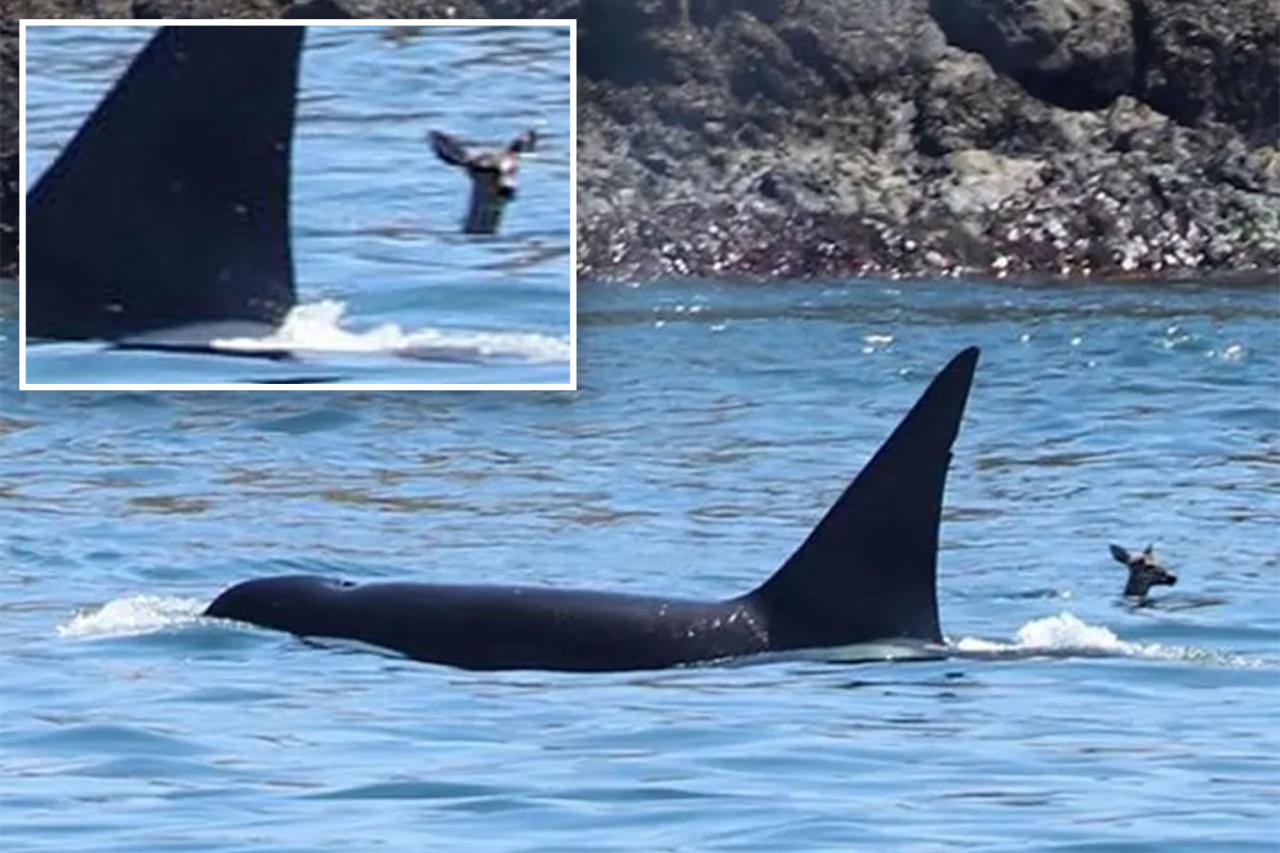 Deer takes a dip alongside killer whale off Washington coast, shocking observers