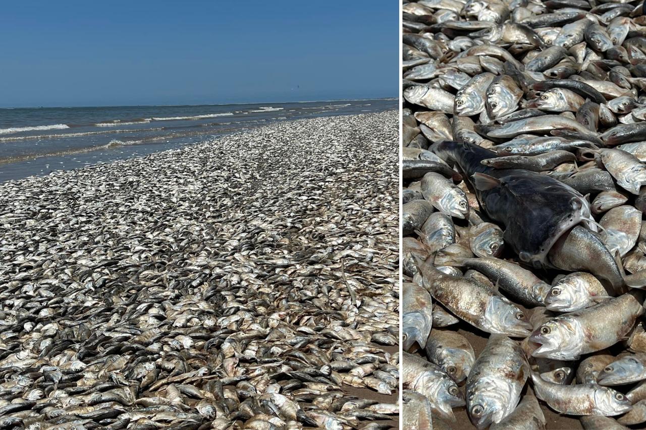Thousands of dead fish wash up on beach on Texas gulf coast