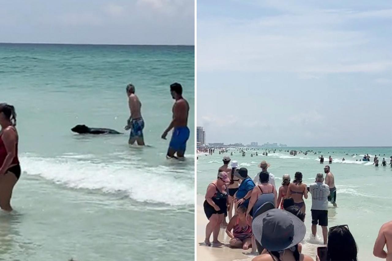 Bear shocks Florida beachgoers by swimming out of the ocean