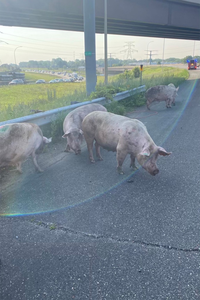 The pigs scattered from the truck and were caught by city cameras trotting through the morning rush-hour traffic on both sides of the highway.