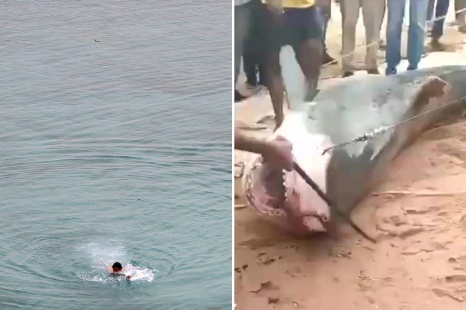 Body parts of Russian tourist found in shark after it was beaten to death