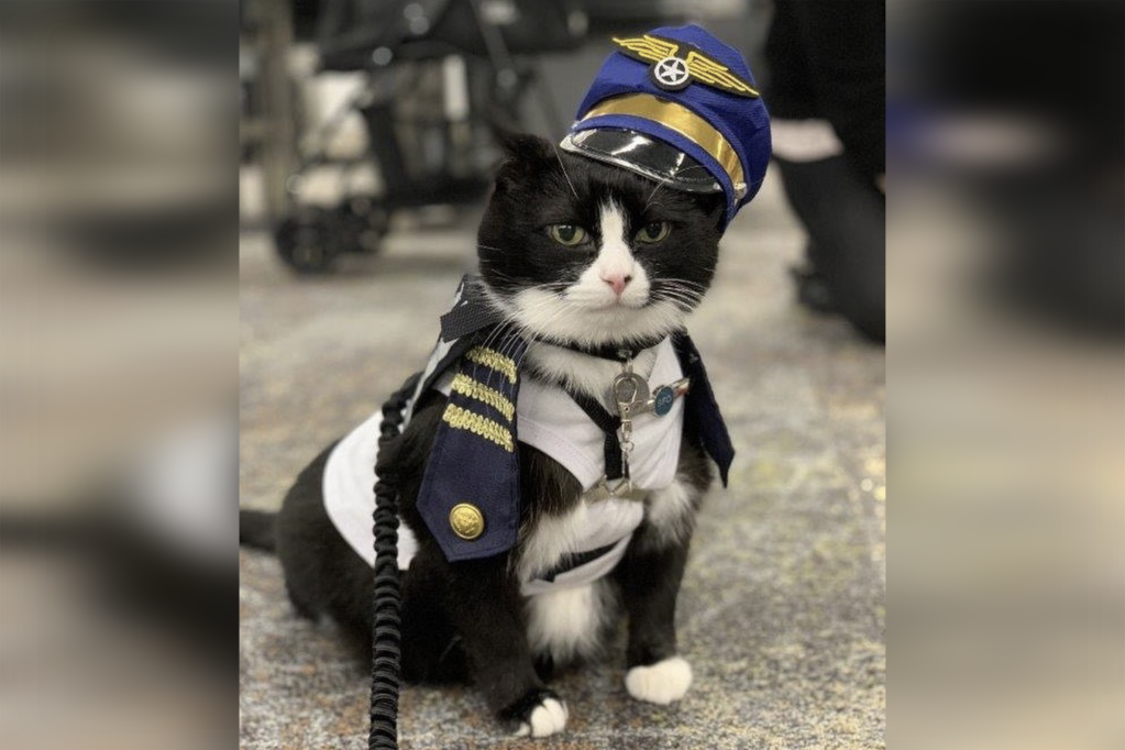 San Francisco Airport adds first cat to roster of therapy animals