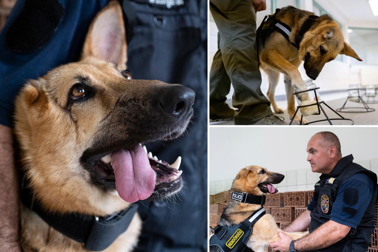 German Shepherd wounded on front lines in Ukraine gets new start with Hungarian police