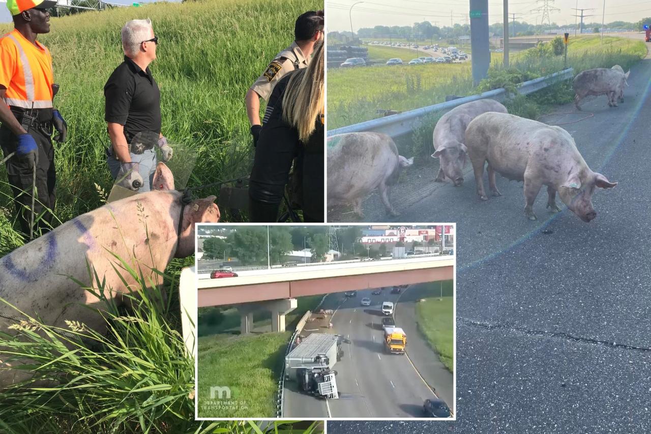 Dozens of pigs run loose on Minnesota highway after truck overturns
