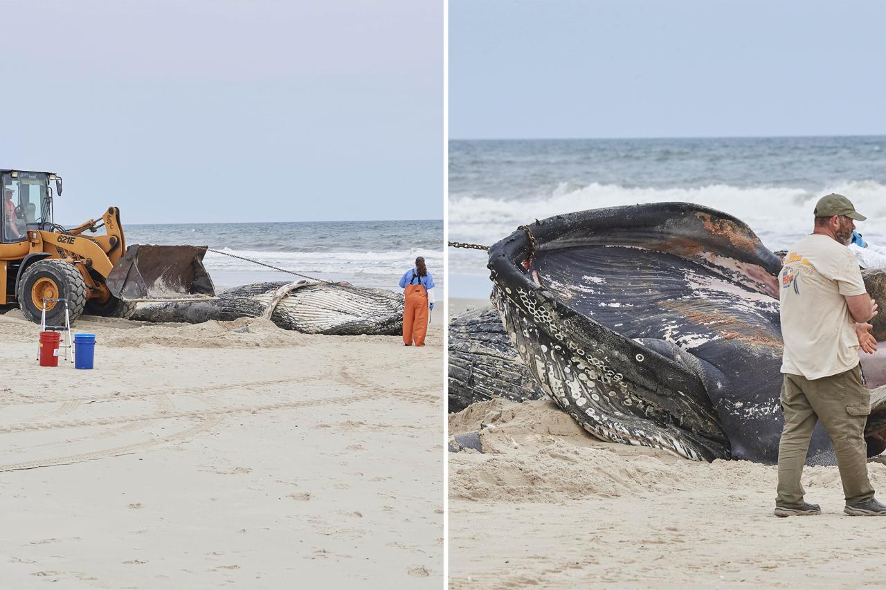 Two more dead humpback whales spotted off coast of NY, NJ