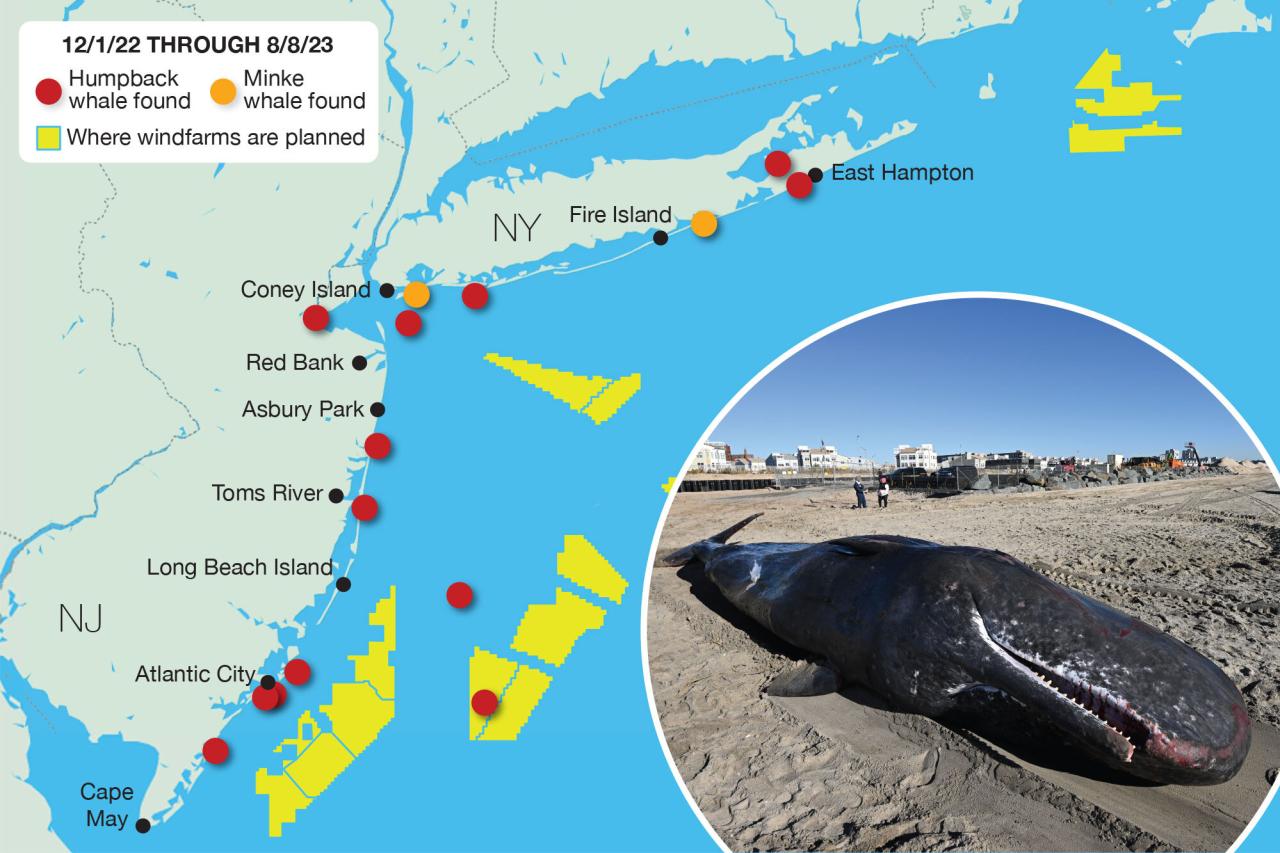 Why are the whales dying? Sea mammal deaths hit record in New York and New Jersey