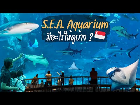 SEA Aquarium Singapore | อควาเรียมสิงคโปร์ มีอะไรให้ดูบ้าง? เที่ยวสิงคโปร์ S.E.A. Aquarium รีวิว