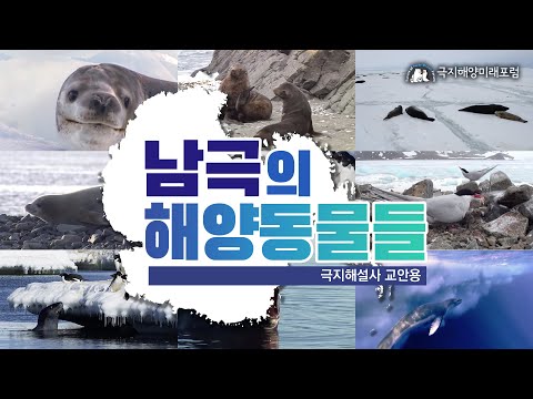 [극지해설사 교안용 동영상]  남극의 해양동물
